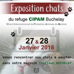 Exposition des chats Ã  adopter Ã  Truffaut Buchelay les 27 et 28 janvier