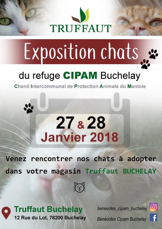 Exposition des chats à adopter à Truffaut Buchelay les 27 et 28 janvier