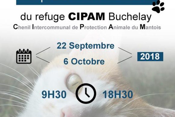 Exposition des chats à adopter à Truffaut Buchelay le 22 septembre et le 6 octobre