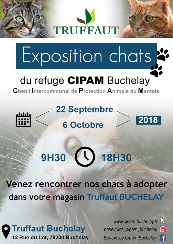 Exposition des chats à adopter à Truffaut Buchelay le 22 septembre et le 6 octobre