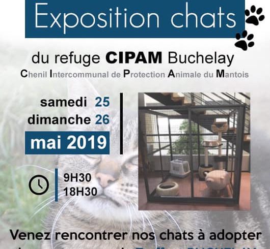 Exposition chats 25 et 26 mai 2019, TRUFFAUT, Buchelay