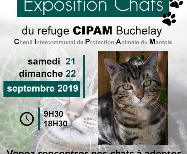 Exposition chats et collecte 21 et 22 septembre 2019, Truffaut Buchelay