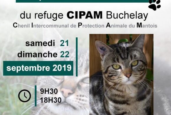 Exposition chats et collecte 21 et 22 septembre 2019, Truffaut Buchelay