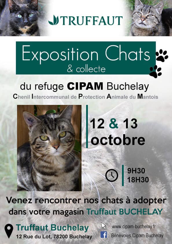 Exposition chats et collecte les 12 et 13 octobre 2019, Truffaut Buchelay